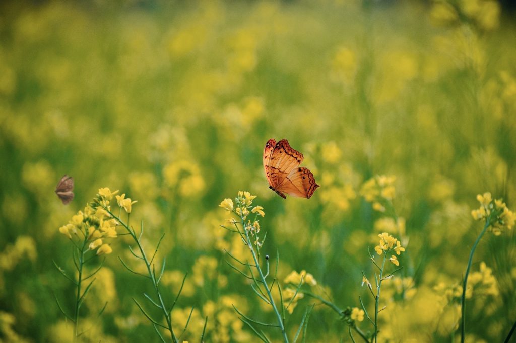 Så här får du en trädgård full av fjärilar: 7 tips